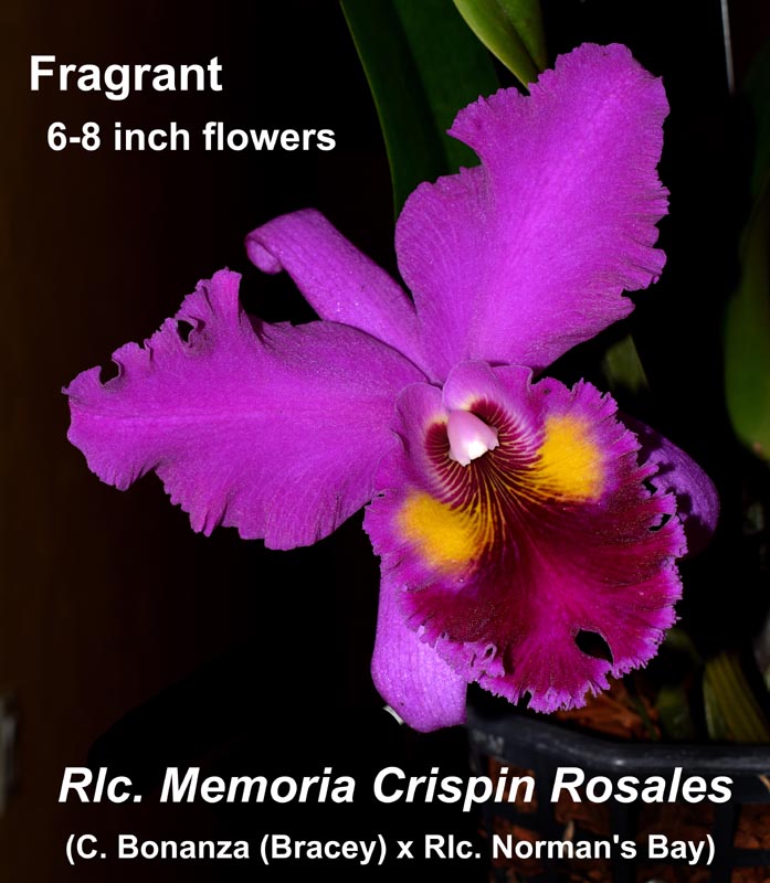 Rlc. Crispin Rosales 5-6" pot or basket